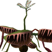 flytrap