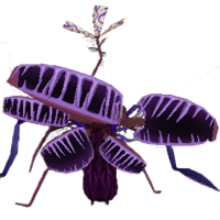 Dr.Queen
